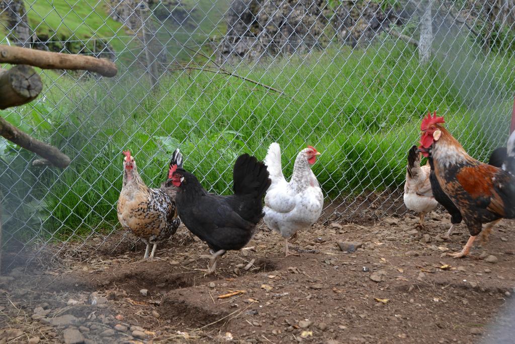 Laekjarhus Farm Holidays Borgarhöfn Esterno foto