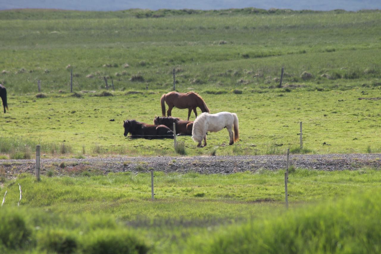 Laekjarhus Farm Holidays Borgarhöfn Esterno foto
